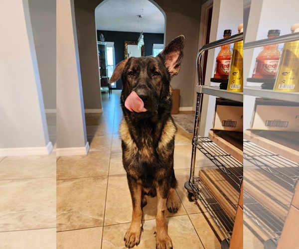 Medium Photo #4 German Shepherd Dog Puppy For Sale in Plantation, FL, USA