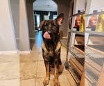 Small #6 German Shepherd Dog
