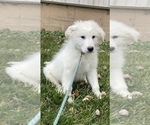 Small Photo #3 Great Pyrenees Puppy For Sale in CANOGA, NY, USA