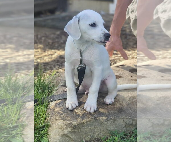Medium Photo #2 Cheagle Puppy For Sale in Alexander, AR, USA