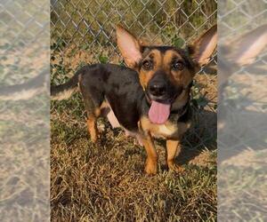 Corgi Basset Dogs for adoption in Conroe, TX, USA