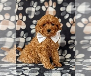 Cavapoo-Poodle (Miniature) Mix Puppy for sale in NEW PROVIDENCE, PA, USA