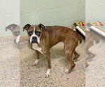 Small Boxer