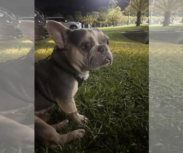 Medium Photo #1 French Bulldog Puppy For Sale in Tampa, FL, USA