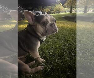 French Bulldog Dogs for adoption in Tampa, FL, USA