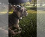 Frankie - M - Male French Bulldog Dog for Adoption - Small photo