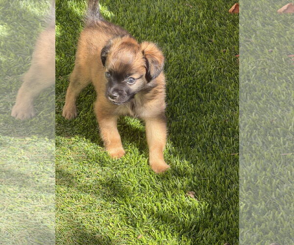 Medium Photo #6 Chiranian Puppy For Sale in San Francisco, CA, USA