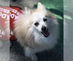 Small #5 Pomeranian Mix