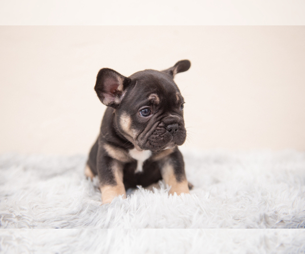 Medium Photo #1 French Bulldog Puppy For Sale in FOUNTAIN VALLEY, CA, USA