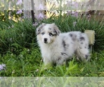 Small #1 Australian Shepherd