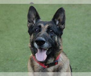 German Shepherd Dog Dogs for adoption in Ojai, CA, USA