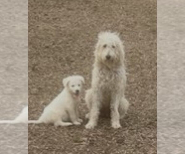 Medium Photo #2 Labrador Retriever-Unknown Mix Puppy For Sale in Mt. Laurel, NJ, USA