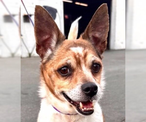 Medium Photo #1 Jack Chi Puppy For Sale in Lake Forest, CA, USA