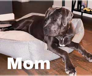 Mother of the Cane Corso puppies born on 11/18/2021