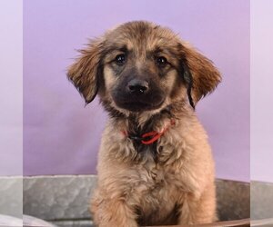 German Shepherd Dog-Huskies  Mix Dogs for adoption in Sheridan, CO, USA