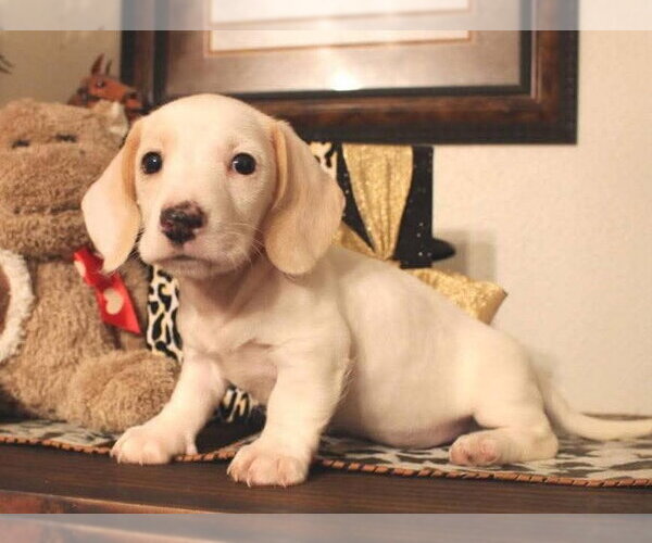 Medium Photo #5 Dachshund Puppy For Sale in Boonton, NJ, USA