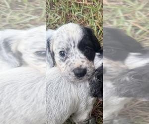 Medium Cocker Spaniel