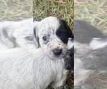 Image preview for Ad Listing. Nickname: 3 females left