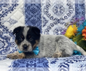 Australian Cattle Dog Puppy for sale in LANCASTER, PA, USA