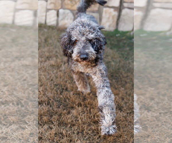 Medium Photo #15 Aussiedoodle Puppy For Sale in McKinney, TX, USA