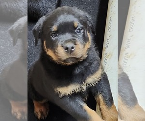 Rottweiler Puppy for sale in CHATHAM, VA, USA