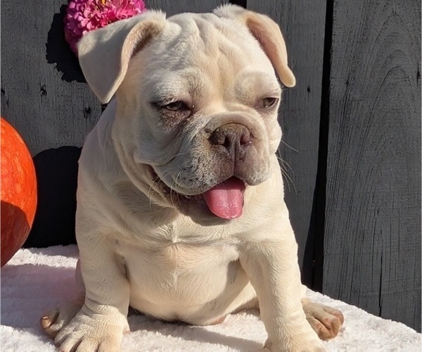 Medium Photo #23 French Bulldog Puppy For Sale in GOSHEN, IN, USA