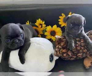 Pug Puppy for Sale in ROUND ROCK, Texas USA