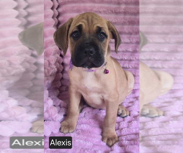Medium Photo #14 Cane Corso Puppy For Sale in MINERAL WELLS, WV, USA