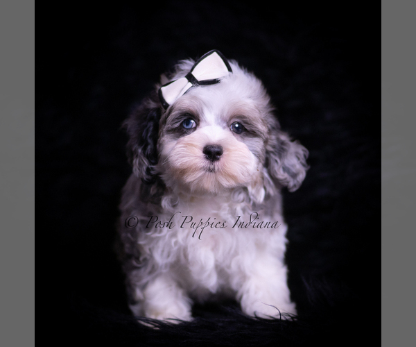 Medium Photo #62 Maltipoo (Miniature) Puppy For Sale in WARSAW, IN, USA