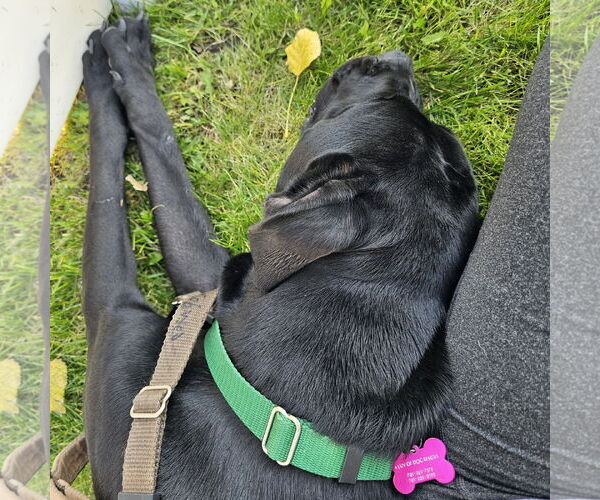 Medium Photo #7 Labrador Retriever-Unknown Mix Puppy For Sale in Fargo, ND, USA