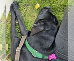 Small #6 Labrador Retriever Mix