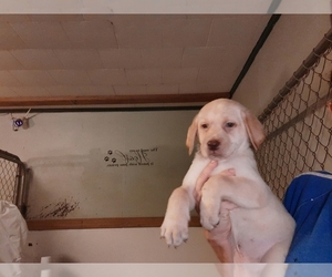 Labrador Retriever Puppy for sale in MILTON, FL, USA