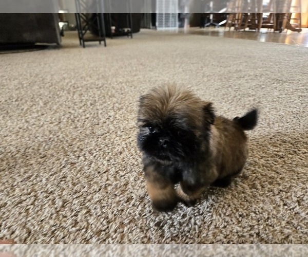 Medium Photo #3 Shih Tzu Puppy For Sale in CARLYLE, IL, USA