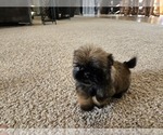 Small #2 Shih Tzu