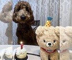 Small #30 Goldendoodle