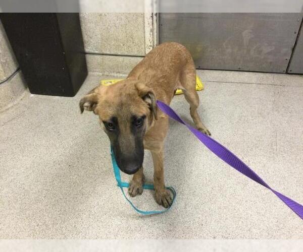 Medium Photo #1 Mutt Puppy For Sale in Riverside, CA, USA