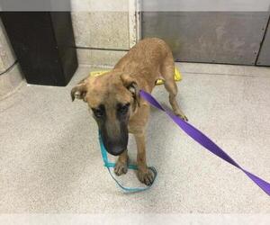 Mutt Dogs for adoption in Riverside, CA, USA