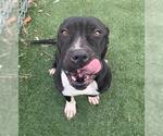 Small #1 American Staffordshire Terrier Mix