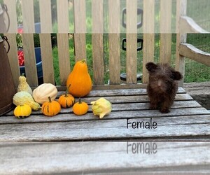 Poodle (Toy)-Yorkshire Terrier Mix Puppy for sale in CLARE, IL, USA