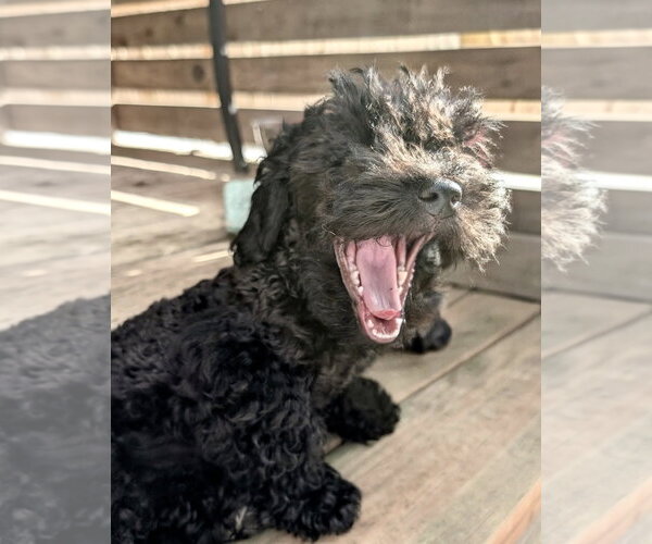 Medium Photo #3 Poodle (Toy)-Unknown Mix Puppy For Sale in Omaha, NE, USA