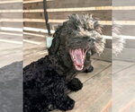 Small #2 Poodle (Toy) Mix