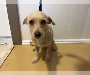 Chihuahua Dogs for adoption in San Bernardino, CA, USA