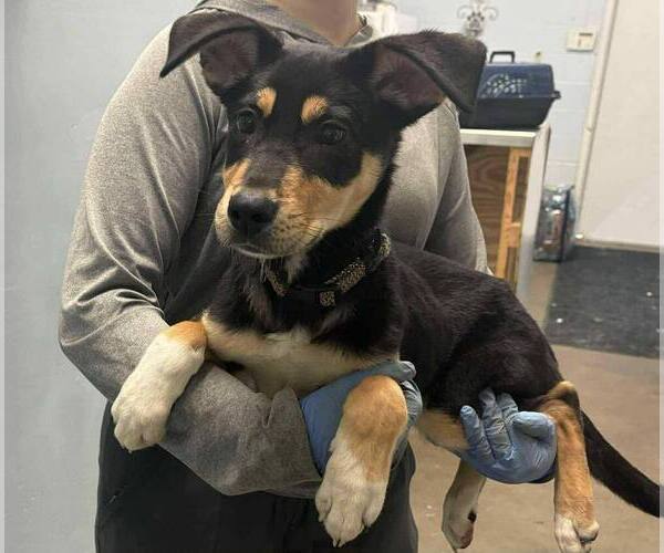 Medium Photo #1 German Shepherd Dog-Unknown Mix Puppy For Sale in Aurora, IN, USA