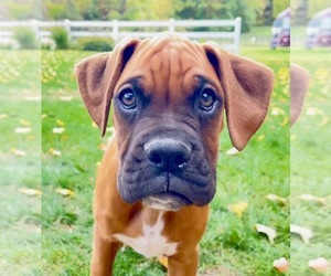Boxer Puppy for sale in KALAMAZOO, MI, USA