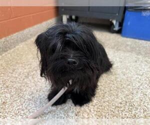 Shih Tzu Dogs for adoption in Pueblo, CO, USA
