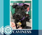 Small #3 Labrador Retriever Mix