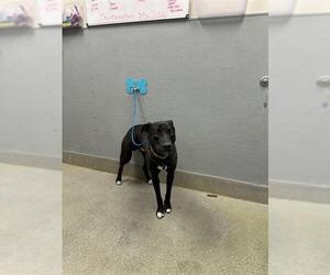 Mutt Dogs for adoption in Las Vegas, NV, USA