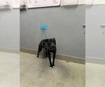 Small Mutt