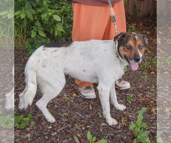 Medium Photo #2 Collie-Unknown Mix Puppy For Sale in Huntley, IL, USA