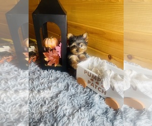 Yorkshire Terrier Puppy for sale in CROSSVILLE, TN, USA